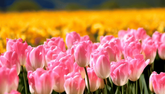 4月2日5.gif